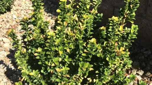 It’s Hot for Plants Too