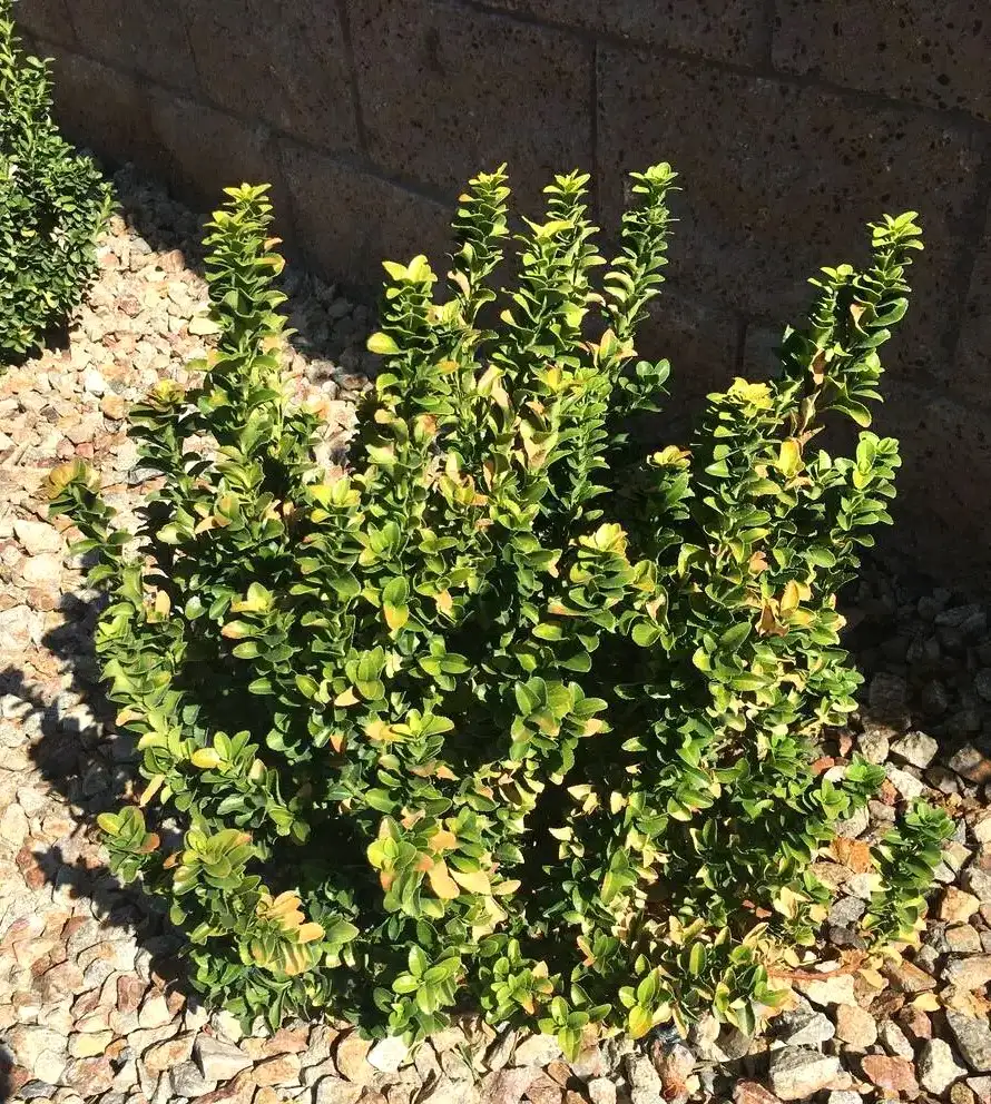 It’s Hot for Plants Too