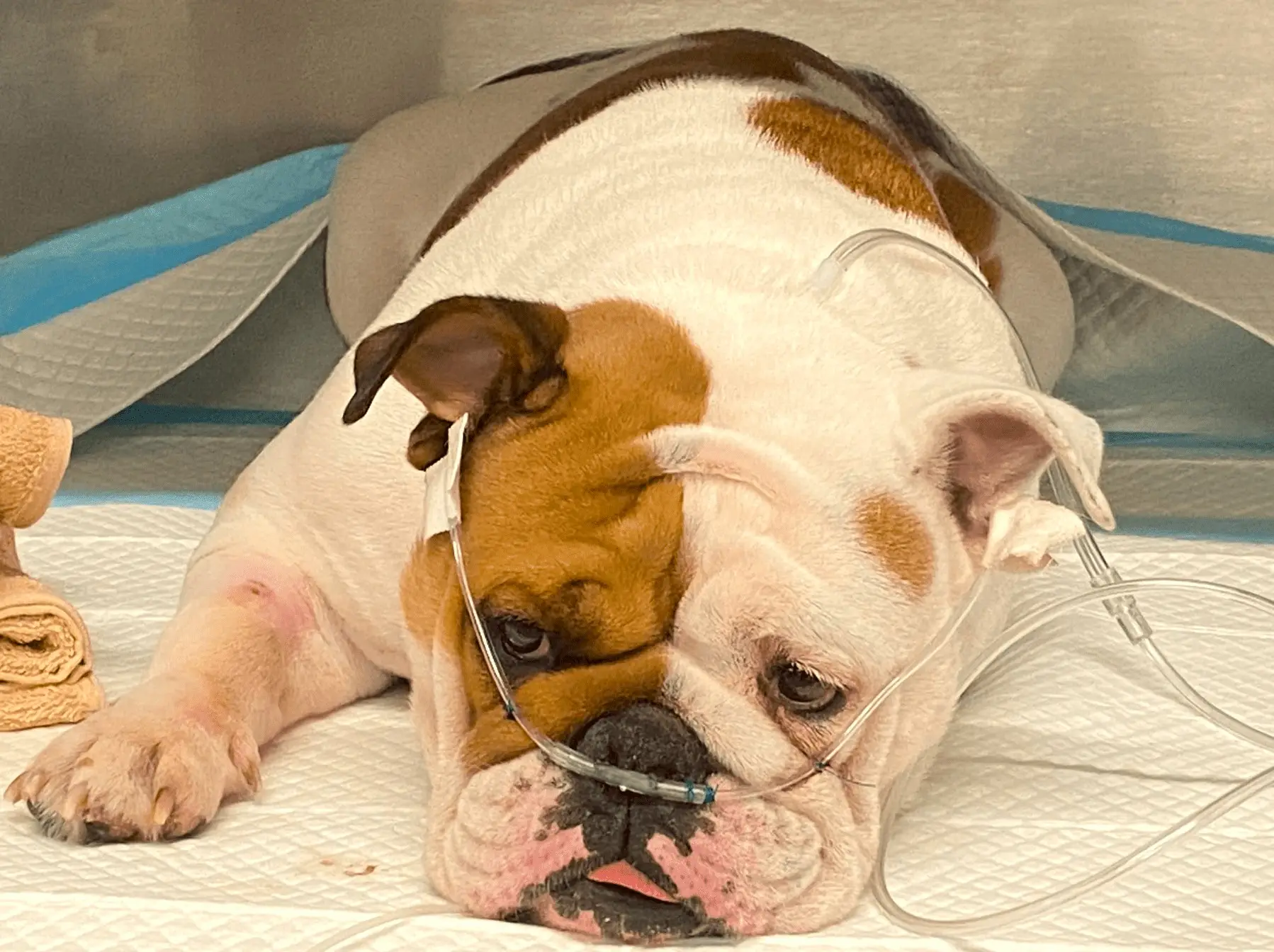 Fighting Animal Cruelty