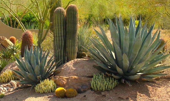 Too Hot to Garden?