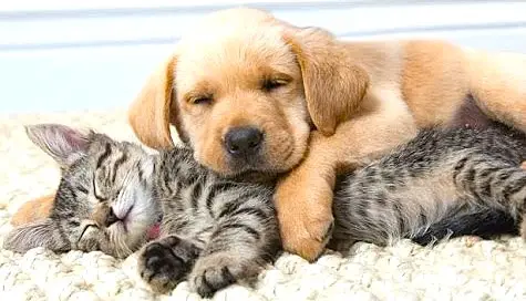 Delivering (Feline) Happiness