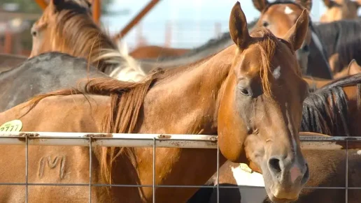 America’s Horses