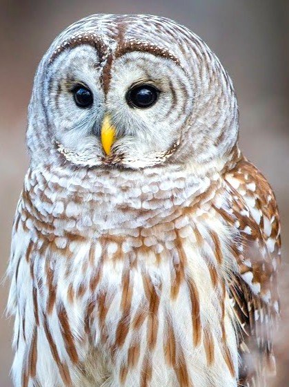 Why Are We Paying For Owl Slaughter?