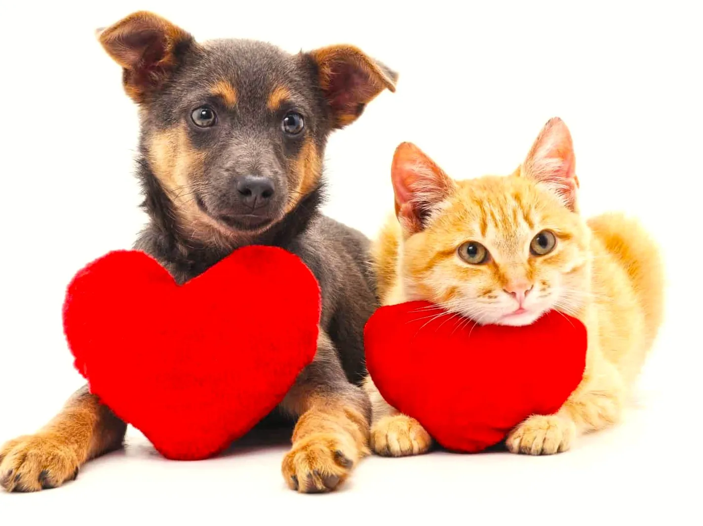 Are We Good Pet Parents?